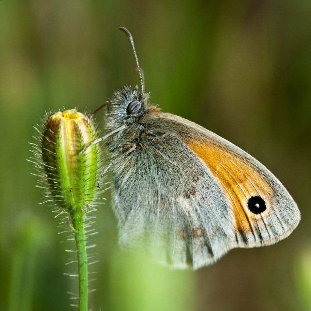 Coenonympha pamphilius maschio e femmina